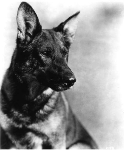 The Dogs Who Saved Hollywood: Strongheart and Rin Tin Tin