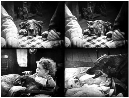 The Dogs Who Saved Hollywood: Strongheart and Rin Tin Tin