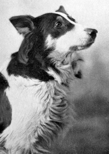 The Dogs Who Saved Hollywood: Strongheart and Rin Tin Tin