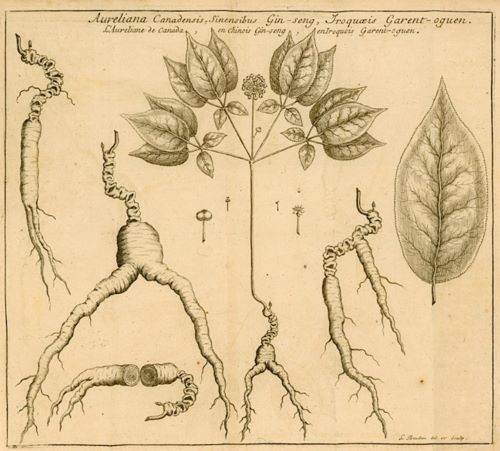 Disease, Medicine, and Treatment in Early Modern New France 46 Disease, Medicine, and Treatment in Early Modern New France