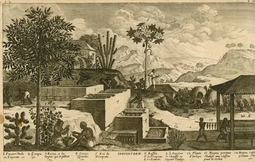 Indigo making, 1667 par Jean Baptiste Du Tertre