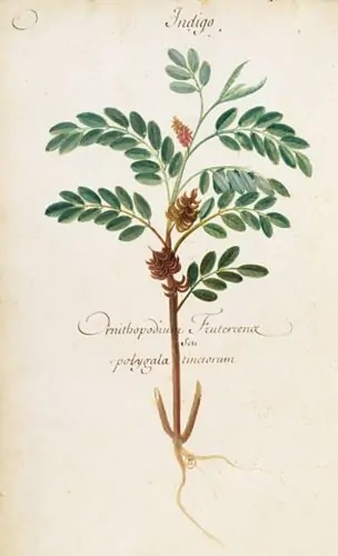 Indigo, 1688, by Charles Plumier