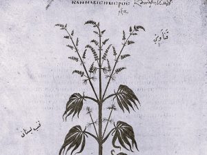 ElevateDigitalPresent-ImalaGreen02