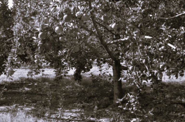 FruitTreesNutrition-IvyAbejero01