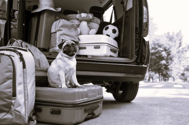 PackingDogVacation-MelissaCollins01