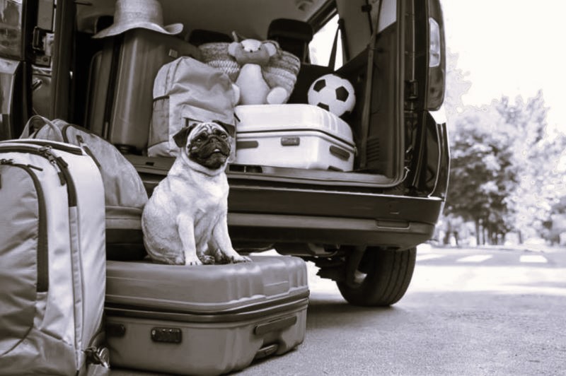 5 Essential Items to Pack When Taking Your Dog on Vacation Brewminate