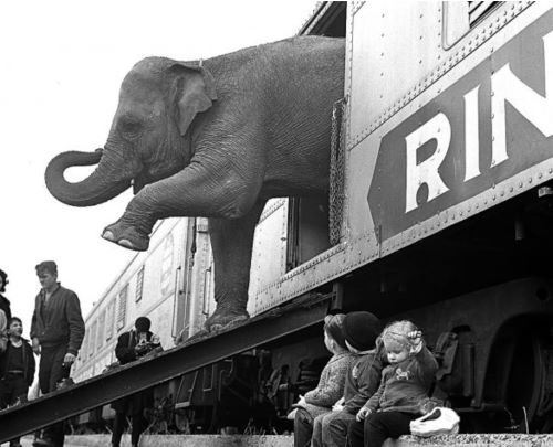 Barnum and Bailey: The Circus Spectacular That Spawned American Giantism 6 Barnum and Bailey: The Circus Spectacular That Spawned American Giantism