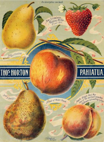 Lithograph advertisement for Thomas Horton Ltd., Pahiatua, New Zealand, ca.1905