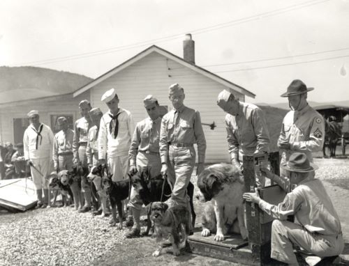 Buddies: Soldiers and Animals in World War II