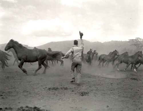 Buddies: Soldiers and Animals in World War II