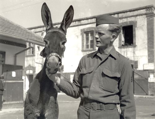 Buddies: Soldiers and Animals in World War II