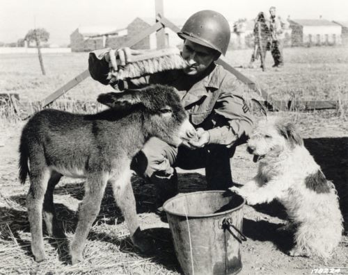 Buddies: Soldiers and Animals in World War II