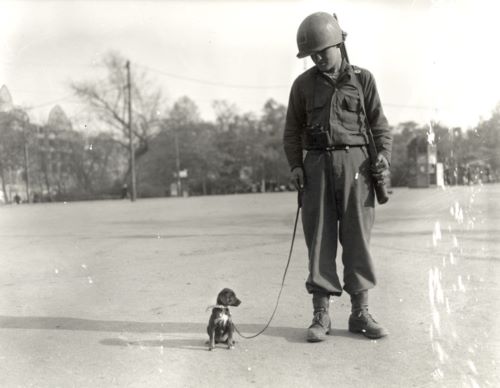 Buddies: Soldiers and Animals in World War II
