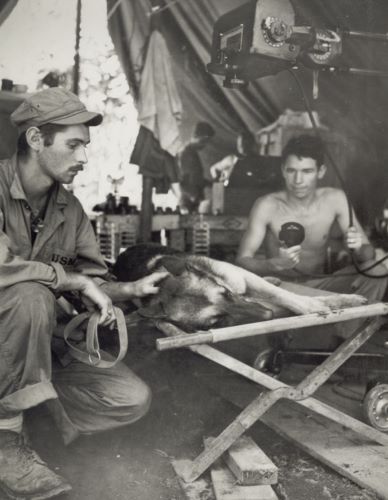 Buddies: Soldiers and Animals in World War II