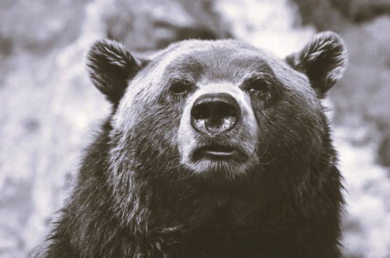 AnimalsExtinct-MargaretMartin02