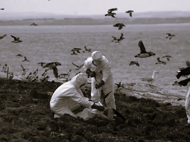 Spread of Bird Flu to Mammals Could Put Humans in Danger Brewminate: A ...