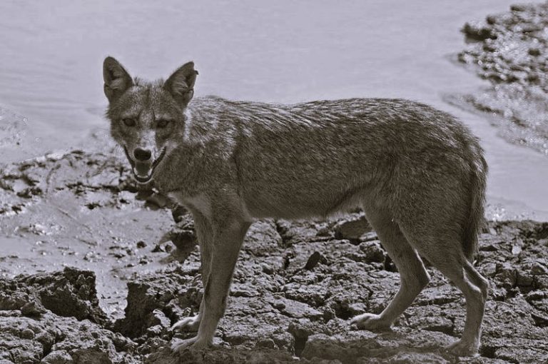 020923-103-Religion-Animals