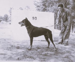 Let the Records Bark!: Dogs in the Marine Corps in World War II 16 020923-24-History-Animals