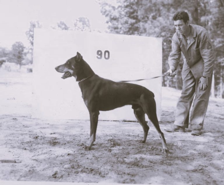 Let the Records Bark!: Dogs in the Marine Corps in World War II 53 020923-24-History-Animals