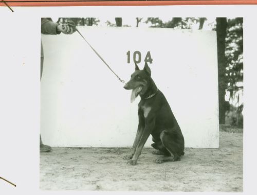 Let the Records Bark!: Dogs in the Marine Corps in World War II 3 New recruit Duke poses for his official entry photo