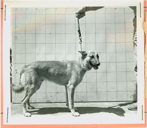 Let the Records Bark!: Dogs in the Marine Corps in World War II 5 Photos of the new recruits are sometimes stapled into the Dog Record Book