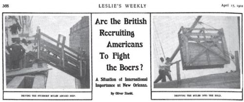 Horses from the United States in the South African War, 1899–1902