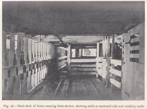 Horses from the United States in the South African War, 1899–1902