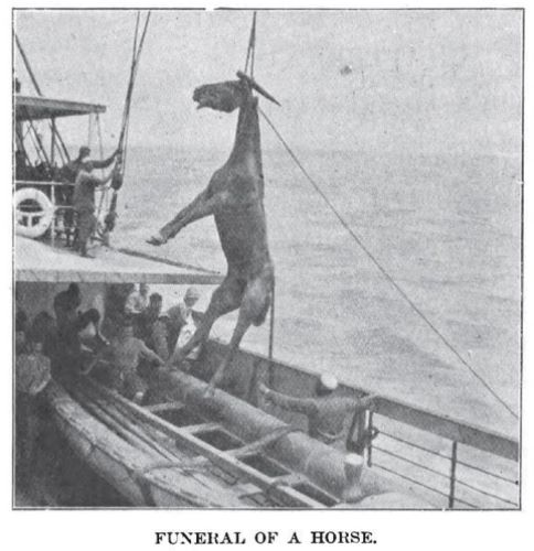 Horses from the United States in the South African War, 1899–1902