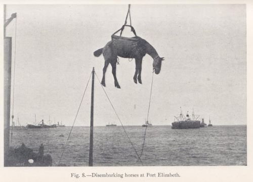 Horses from the United States in the South African War, 1899–1902