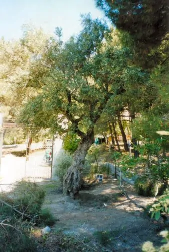 Olive tree marking putative site of Lorca's burial, as it was in 1999