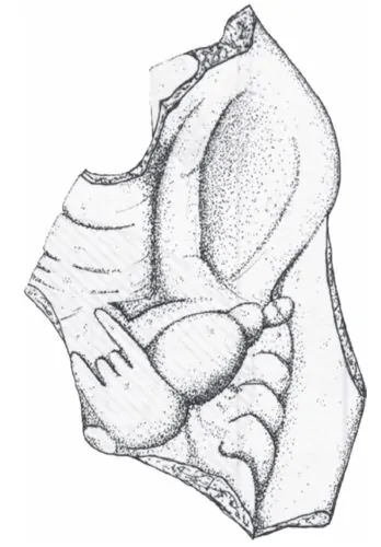 Drawing of the terracotta fragment of the woman’s hand with spindle from the necropolis of Coimbra del Barranco Ancho, 4th–3rd century BCE