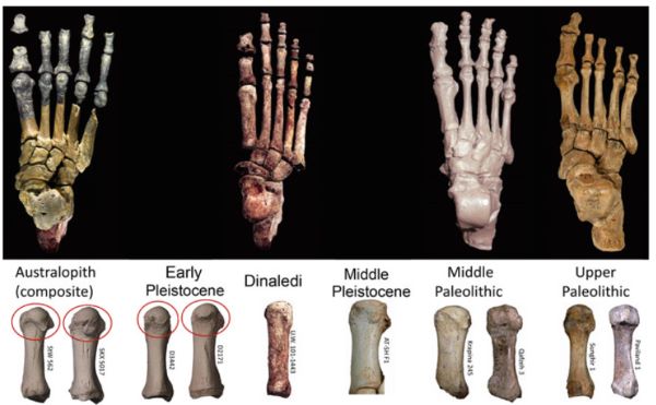Prehistoric Footwear: Foot Protection and Walking Patterns in the Pliocene and Pleistocene