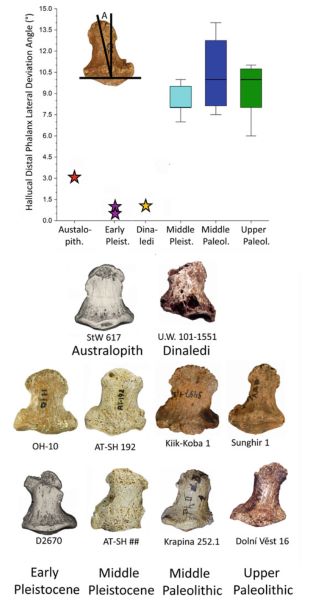 Prehistoric Footwear: Foot Protection and Walking Patterns in the Pliocene and Pleistocene