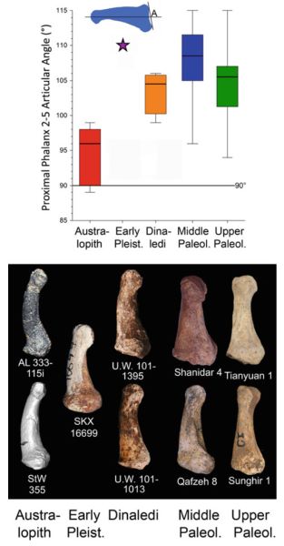 Prehistoric Footwear: Foot Protection and Walking Patterns in the Pliocene and Pleistocene