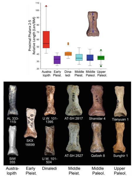 Prehistoric Footwear: Foot Protection and Walking Patterns in the Pliocene and Pleistocene