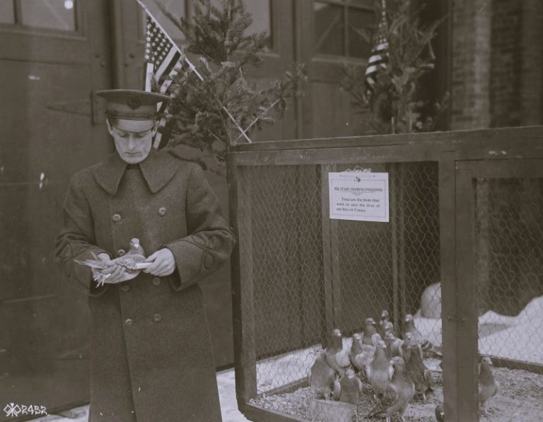Carrier Pigeons: The Unsung Heroes of World War I Communication 26 040523-26-History-Animals