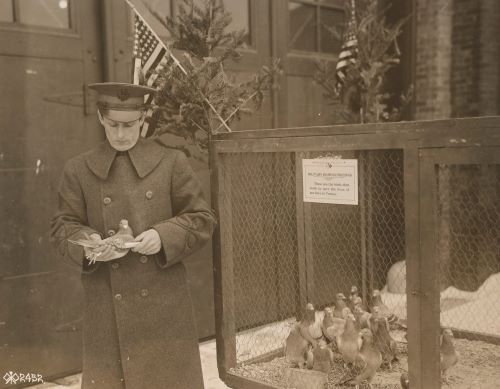 Carrier Pigeons: The Unsung Heroes of World War I Communication 2 Carrier Pigeons (Signal Corps). 2nd Lt. Milne, S.R.C. and the pigeons he is raising for the Army, 1918