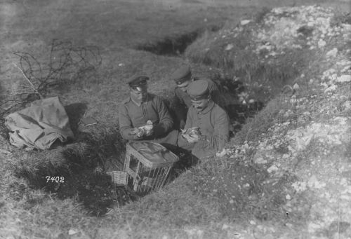 Carrier Pigeons: The Unsung Heroes of World War I Communication 3 Photograph of the Western Front