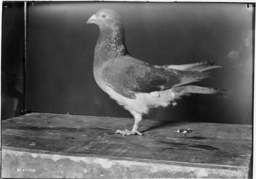 Carrier Pigeons: The Unsung Heroes of World War I Communication 5 Photograph the pigeon named President Wilson