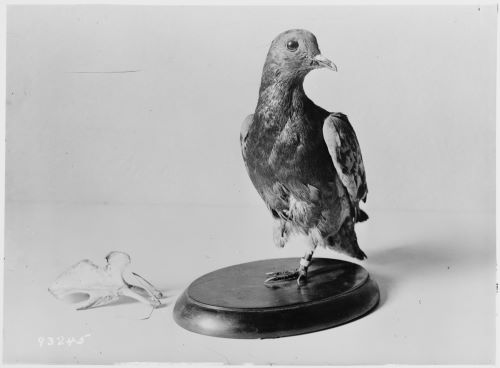 Carrier Pigeons: The Unsung Heroes of World War I Communication 6 Cher Ami was stuffed and mounted after his death