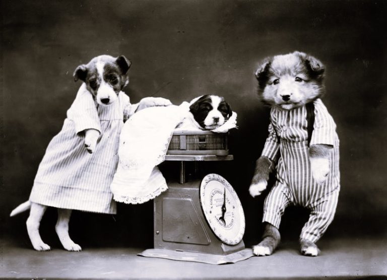 Puppies in clothes at a black and white photo shoot