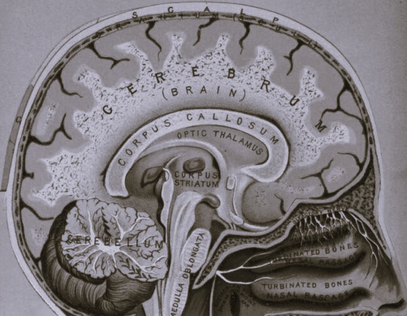 Neuroanatomy Art Print Brain Anatomy Cross Section -  Norway