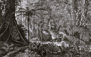 From the Tapuyas: A History of the Amazon Rainforest 7 080923-22-History-Geology