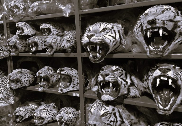 092023-01-Animals-Environment