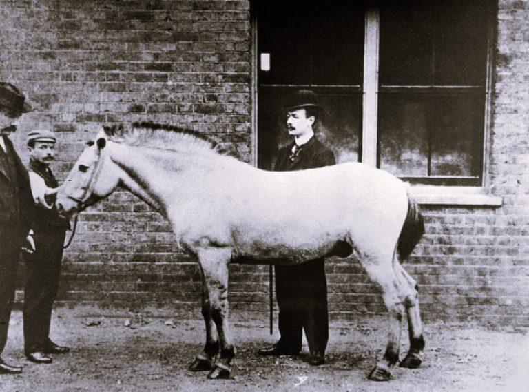 110223-15-Animals-Medicine