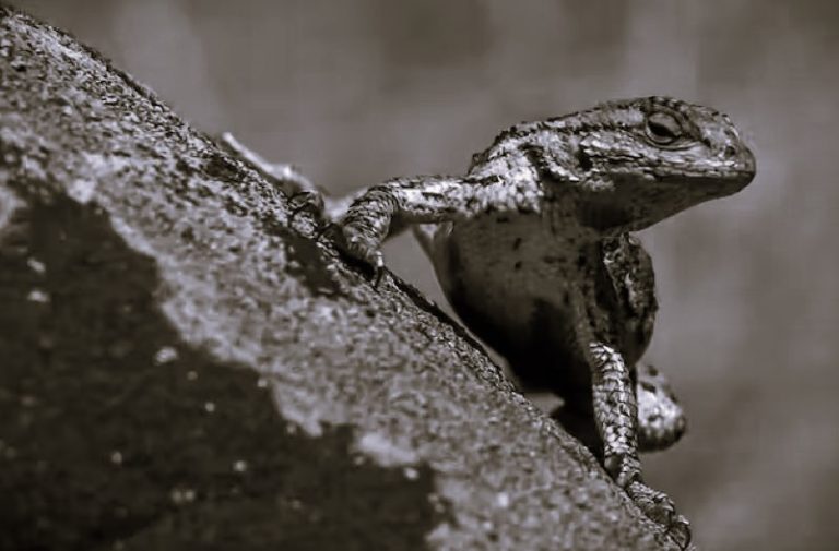 112623-05-Climate-Change