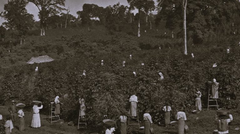 012024-05-Coffee-Environment