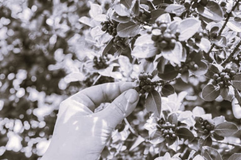 012024-32-Climate-Coffee