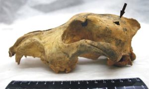 The History of Dog Domestication