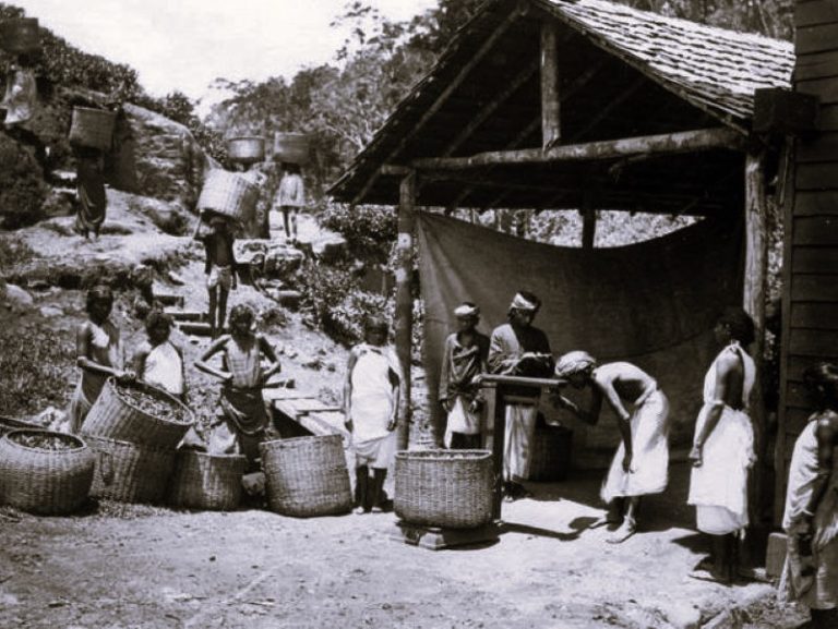 British Colonization and Development of Black Tea Industry in India in the 19th Century 11 012824-18-India-Tea
